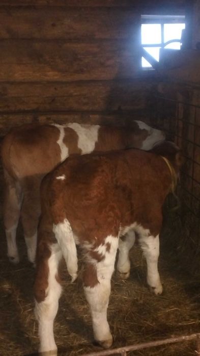 Vând doi vitei baltati