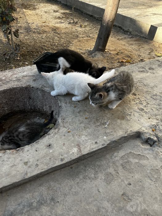 Котята бесплатно в добрые руки!