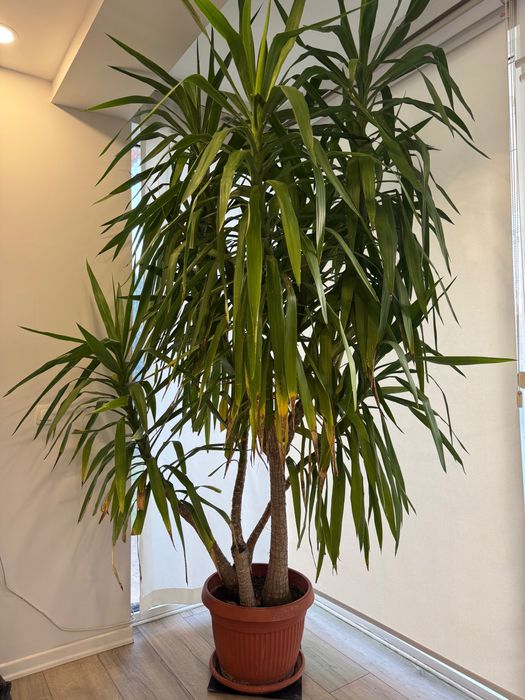 Голяма Юка в саксия – идеална за дом, офис или градина около 3 метра