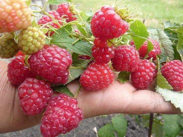 Саженцы малины бабье лето