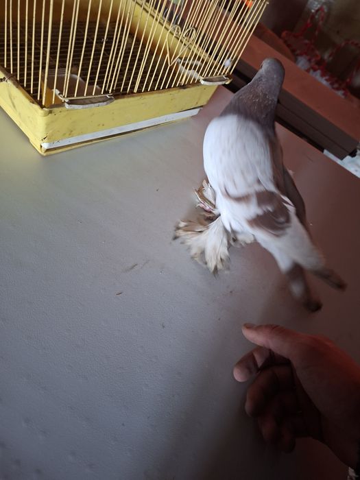 Продам голубя 1 шт