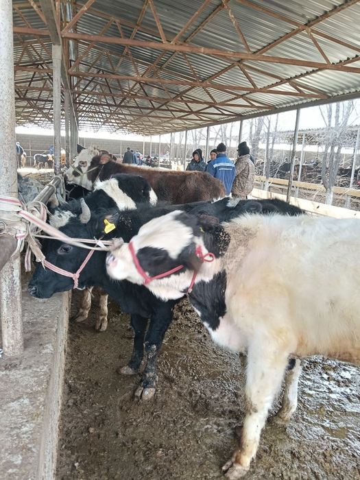 Бычки больше года