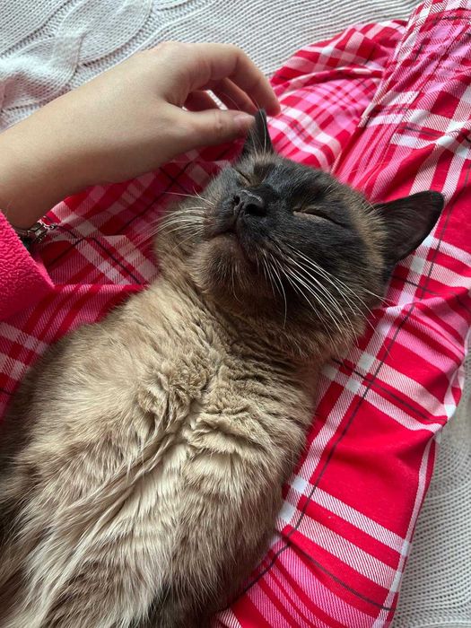 Pet sitter pentru PISICI