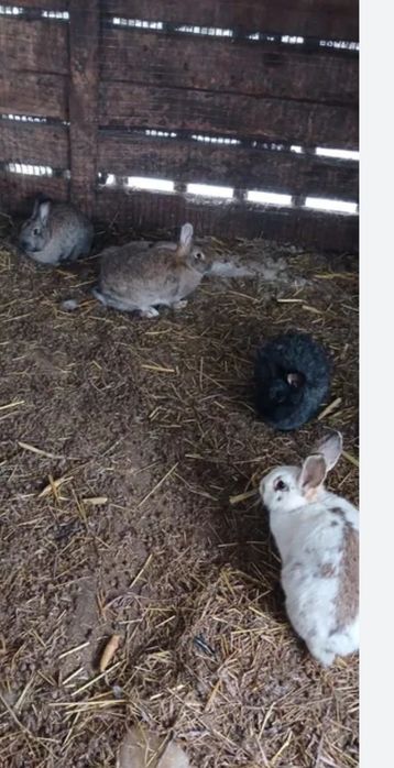Кролихи продаю хорошие