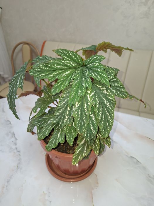 Комнатные цветы - Бегония