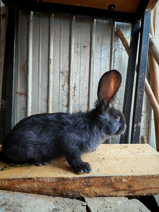 Iepuri Uriaș German