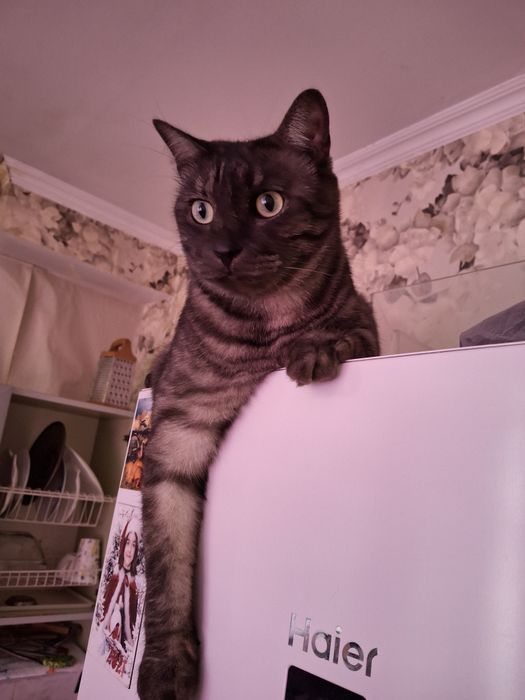 Пристрою кота в семью