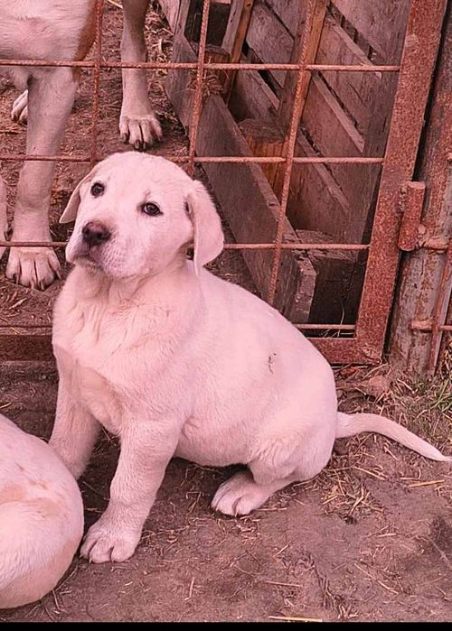 Pui Asia Centrală 1 femelă și 1 mascul ultimii