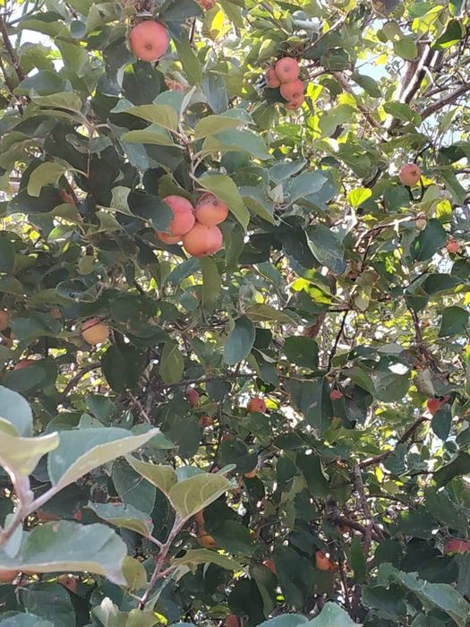 Продам дом в дачном массиве