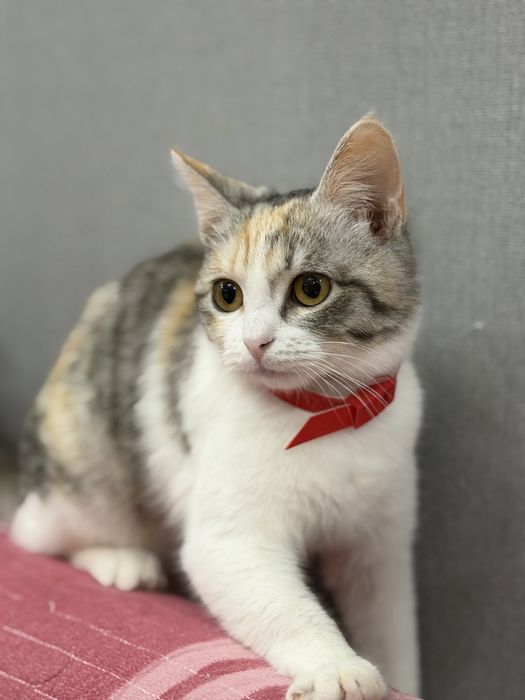 Котенок в добрые руки