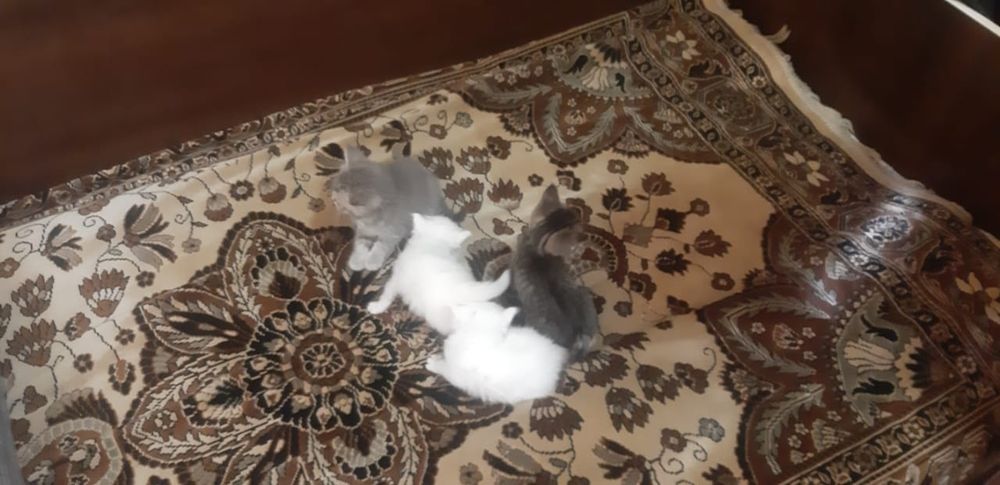 Отдам котят в добрые руки