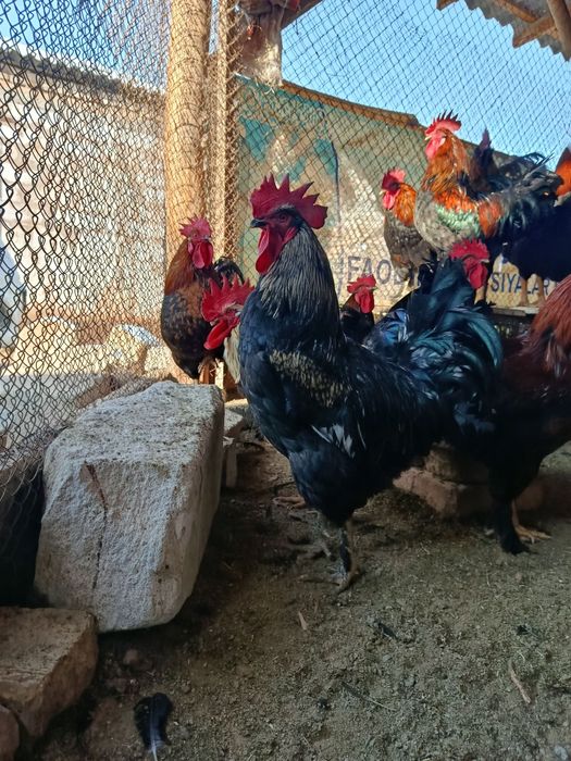 Петухи "Андижанский чёрный принц"