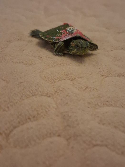 Продам черепашку 6000