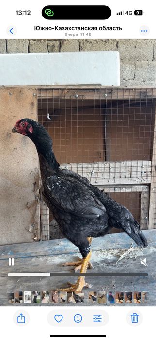 Пепел ыры мекен 2 жылга толады