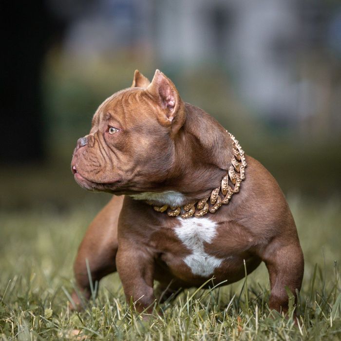 Американский булли щенки