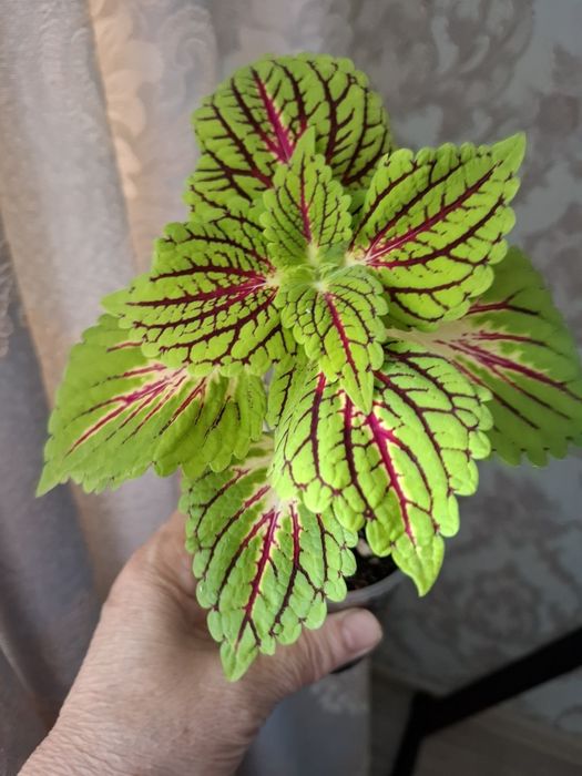 Комнатные цветы в копилочку