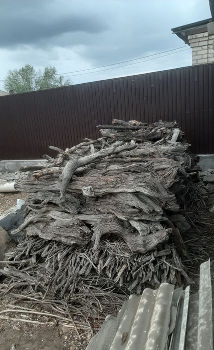 Саксаул добротный