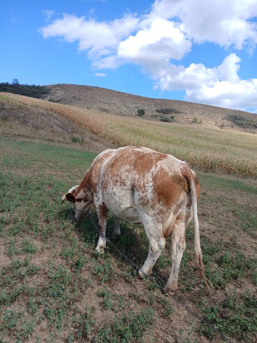 Vând vaca de 7 ani