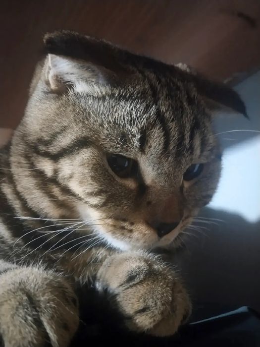 Отдам Даром Кота