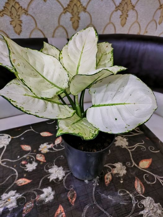 Продам цветы  доставка