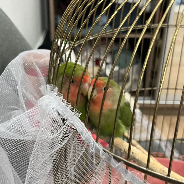 Неразлучник попугай пара