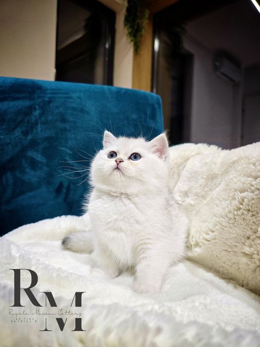 Pisicuță British Shorthair Silver Chinchilla cu Pedigree