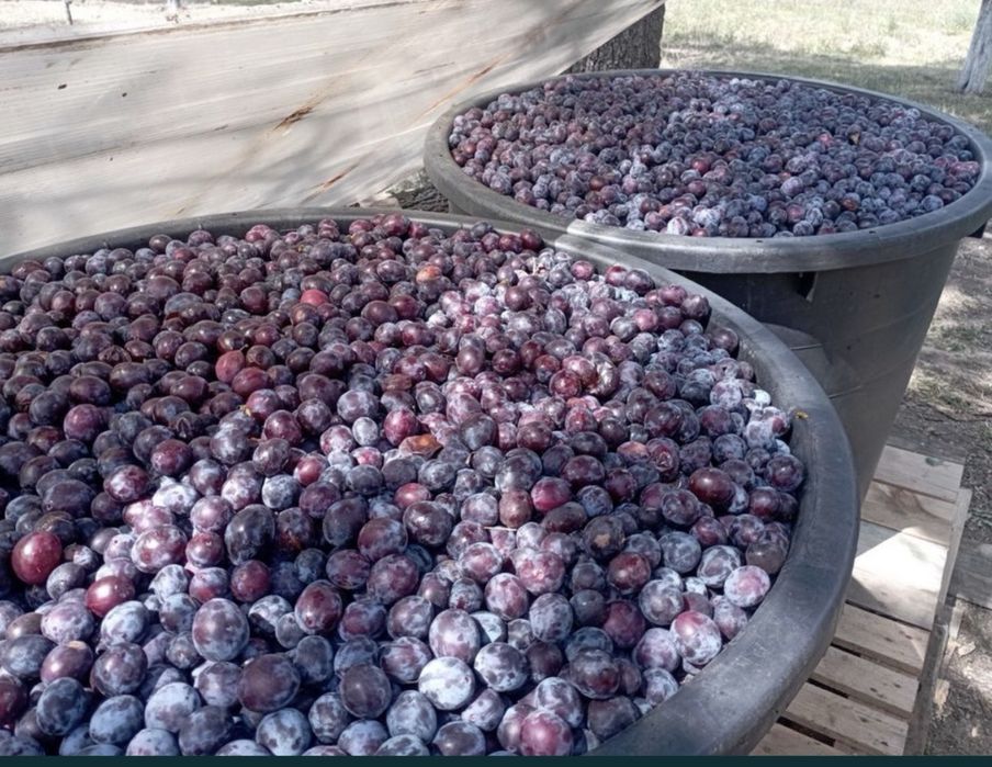 Prune pentru tuica