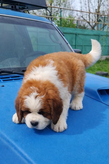 ЩЕНКИ Сербернар Осталась Девочка