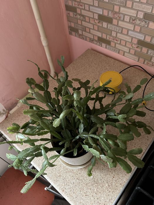 Продам цветы в гошках