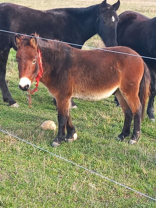 Vând pui de catar de 1 an