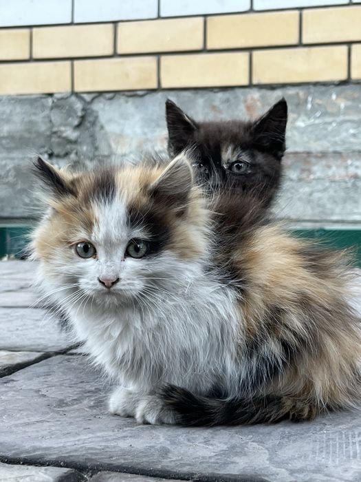 Отдам котенка (девочка)