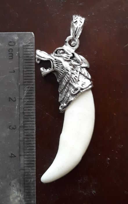 1 buc. 35-40 mm: Colț de lup folosit ca piatra de agata la slefuit aur