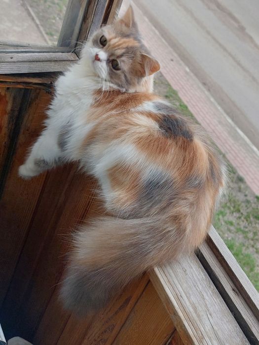 Продам кошку британка длиношерстная