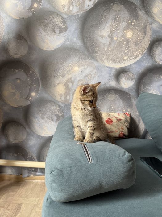 Отдам котенка (мальчик)