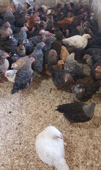 Vand pui colorati, pui de carne, gaini, rate