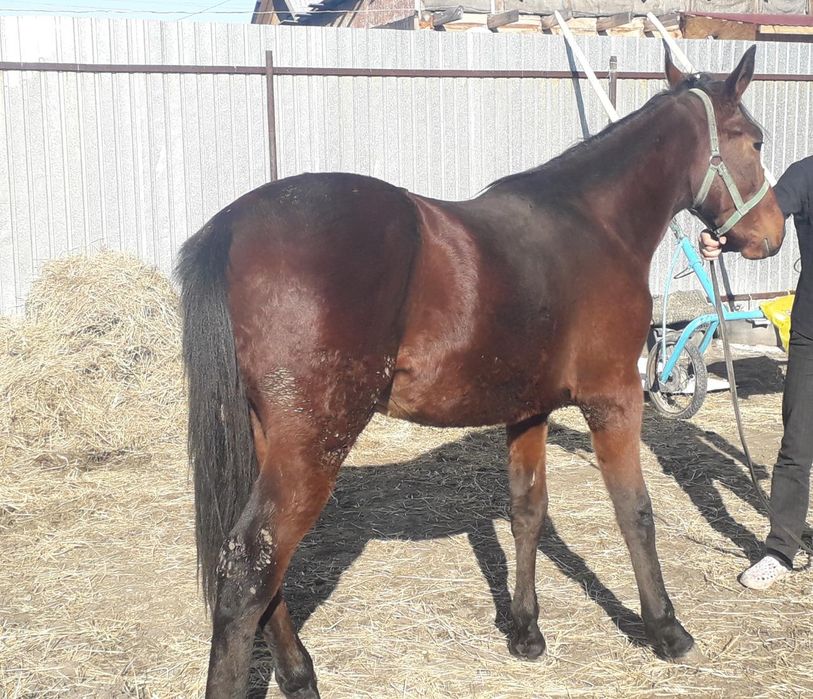 Продам срочно срочно коня