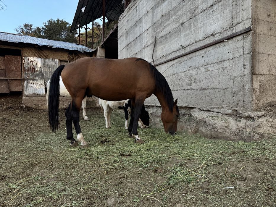 Лошади на продажу