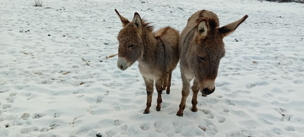 Vând 2 magarita cu pui