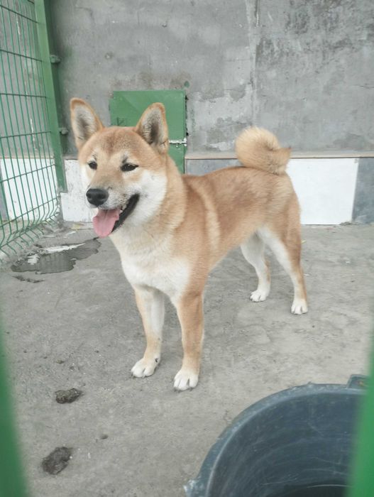Продается щенок Сиба-Ину