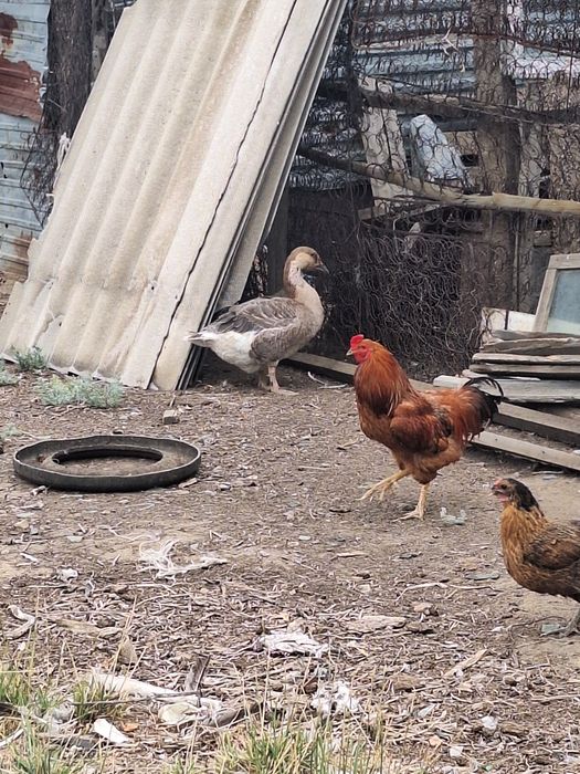 Индюки и гусей  продам