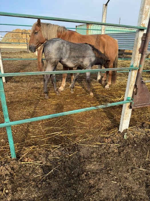 Продам алтайские кабыл с жеребятами