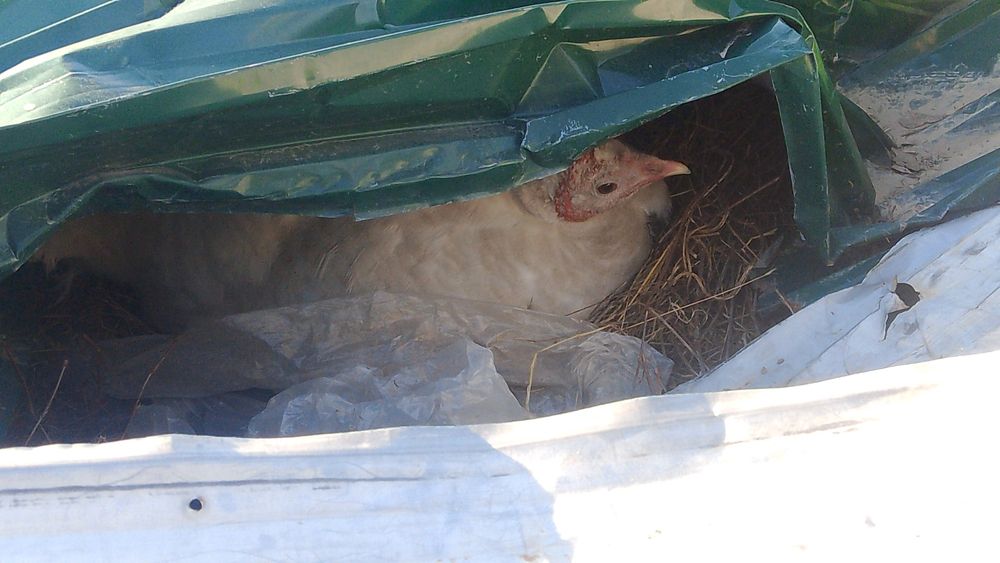 Продам индюшек с яйцами и без.