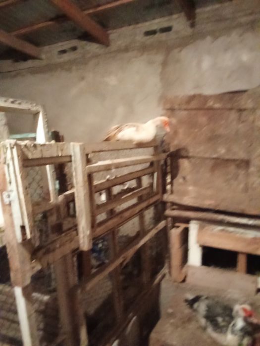 Утки шипуны тяжёлые породы