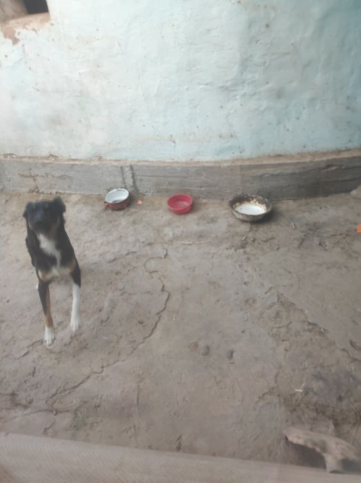 Собака в добрые руки