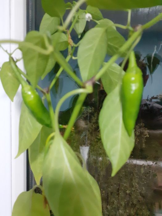 Кактус плюс Перец Чили.