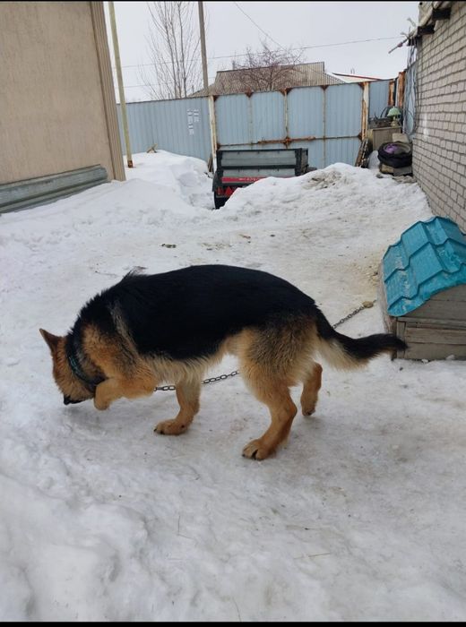 Продаётся Авчарка немецкая кабель