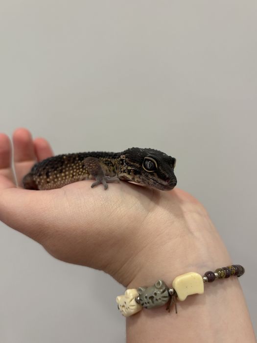 Самка Блек Найт эублефар