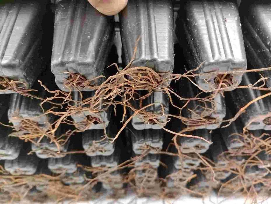 Туя смарагд в многосаксии, едногодишна, друг в
мултиплейта.