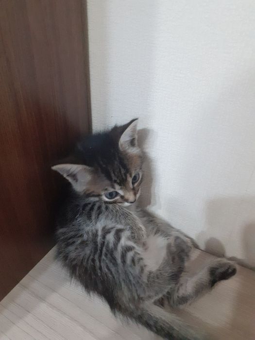 Кошка 1 месяц девочка