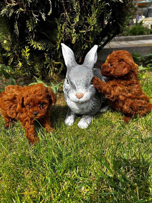 Пудел той,Poodle toy